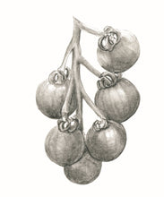 Carregar imagem no visualizador da galeria, Tomate
