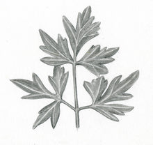 Carregar imagem no visualizador da galeria, Salsa