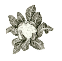 Carregar imagem no visualizador da galeria, Couve