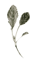 Carregar imagem no visualizador da galeria, Couve