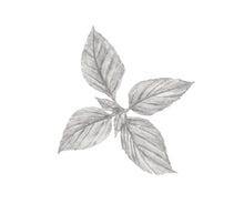 Carregar imagem no visualizador da galeria, Manjericão