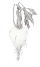 Carregar imagem no visualizador da galeria, Nabo