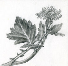 Carregar imagem no visualizador da galeria, Nabo