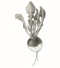 Carregar imagem no visualizador da galeria, Nabo