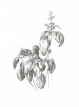 Carregar imagem no visualizador da galeria, Manjericão