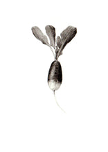 Carregar imagem no visualizador da galeria, Rabanete