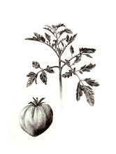 Carregar imagem no visualizador da galeria, Tomate