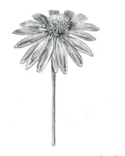 Carregar imagem no visualizador da galeria, Equinácea