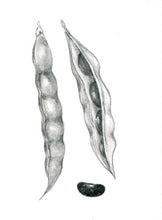 Carregar imagem no visualizador da galeria, Feijão