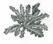 Carregar imagem no visualizador da galeria, Mostarda