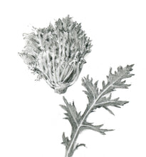 Carregar imagem no visualizador da galeria, Mostarda