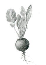 Carregar imagem no visualizador da galeria, Rabanete