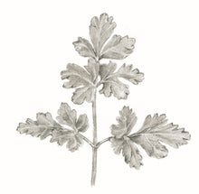 Carregar imagem no visualizador da galeria, Salsa