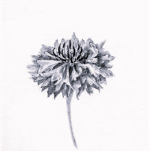 Load image into Gallery viewer, Blue Centaurea
