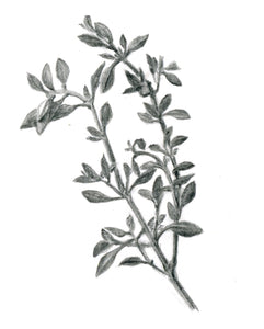 Thyme