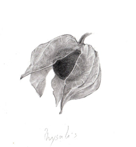 Physalis