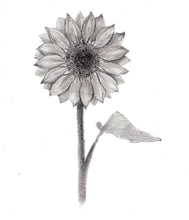Încărcați imaginea în vizualizatorul galeriei, Floarea-soarelui
